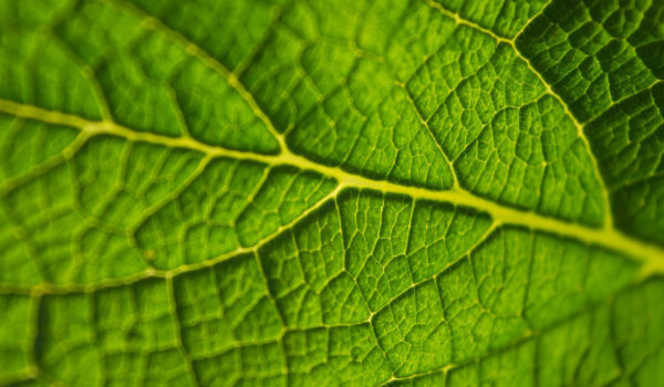 leaf-691754_1920